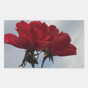 Red Roses Against a Bright Blue Sky Rectangular Sticker