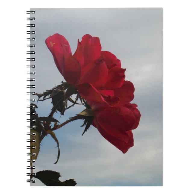 Red Roses Against a Bright Blue Sky Spiral Notebook (Front)