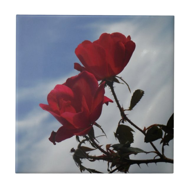 Red Roses Against a Bright Blue Sky Tile (Front)