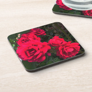 Red Roses Blooming   Coaster