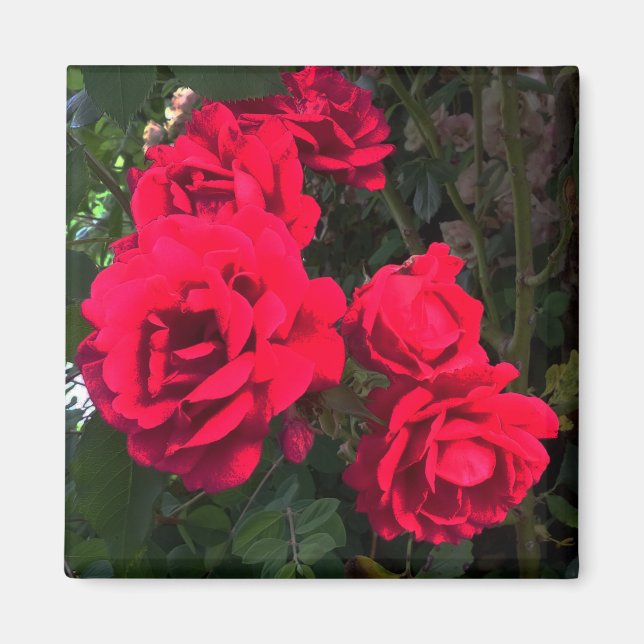 Red Roses blooming  Magnet (Front)