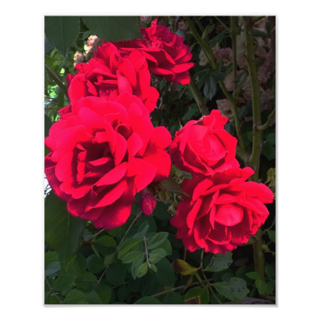 Red Roses Blooming  Photo Print (Front)