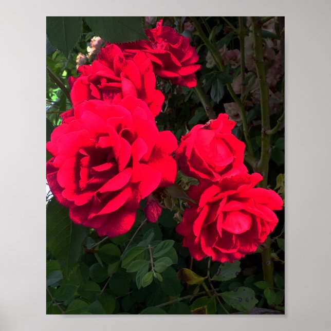 Red Roses Blooming Poster (Front)