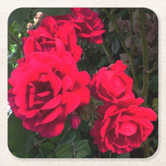Red Roses Blooming  Square Paper Coaster (Front)