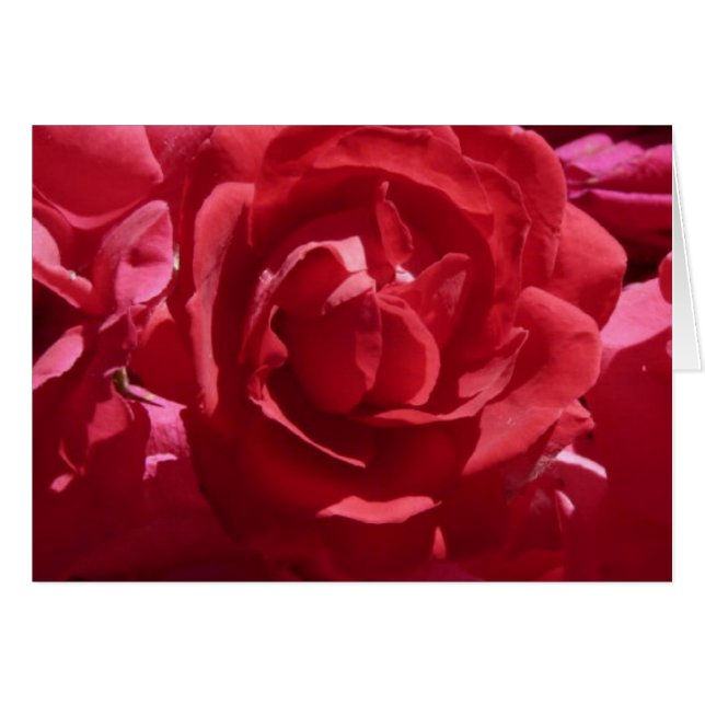 Red Roses Card (Front Horizontal)