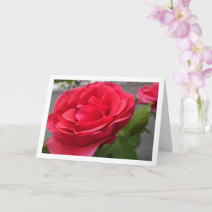 Red Roses Close-up Portrait Card