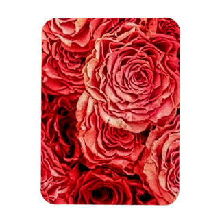 Red Roses Closeup Magnet