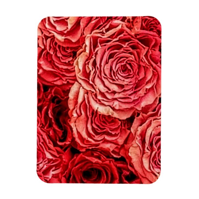Red Roses Closeup Magnet (Vertical)
