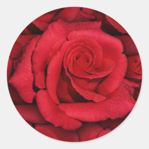 Red roses - elegant & stylish classic round sticker