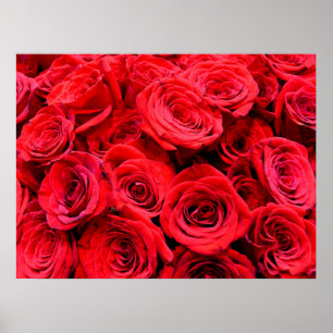 Red Roses   floral photo   elegant red flowers Poster