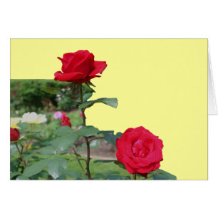 Red Roses Flower Photography Card
