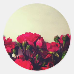 Red roses fresh buds blooming bright flowers flora classic round sticker