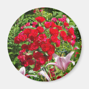 Red Roses magnet