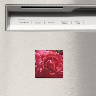 Red Roses Magnet