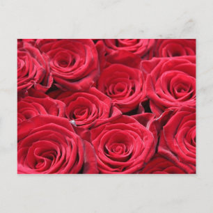 Red Roses Postcard