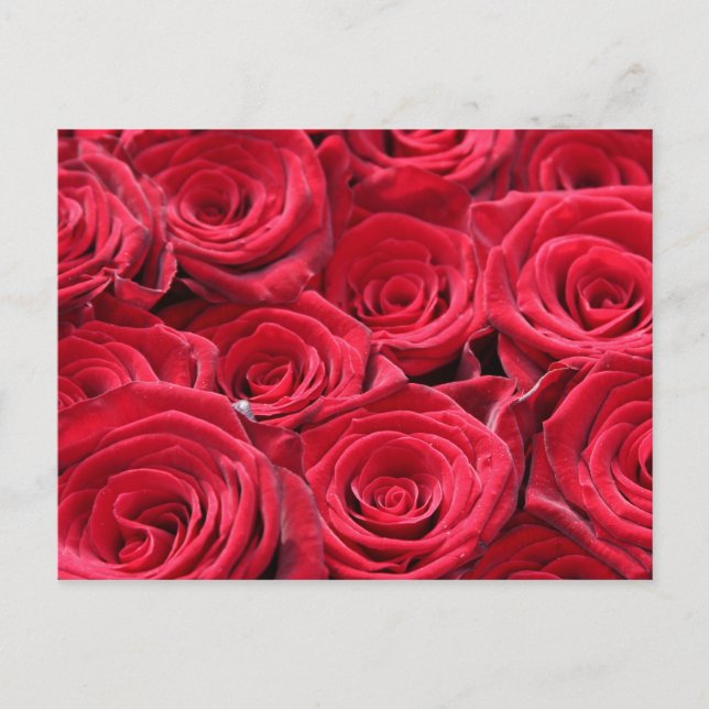 Red Roses Postcard (Front)