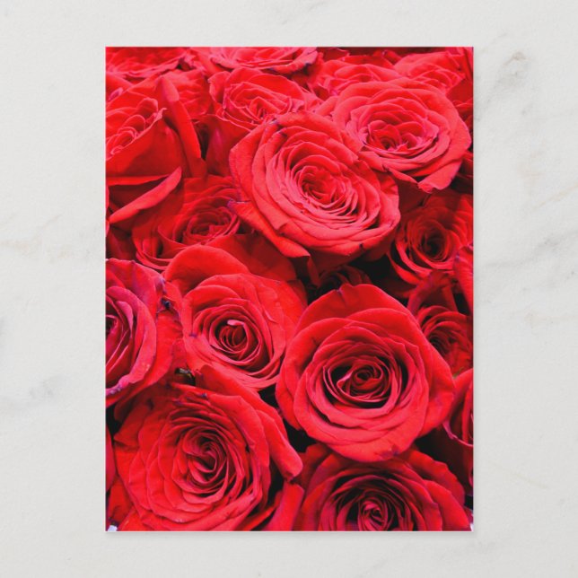 Red Roses Postcard (Front)