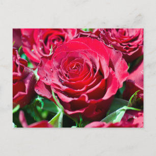 Red Roses Postcard