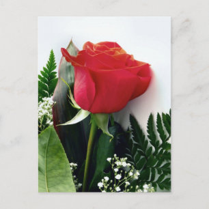 Red roses postcard
