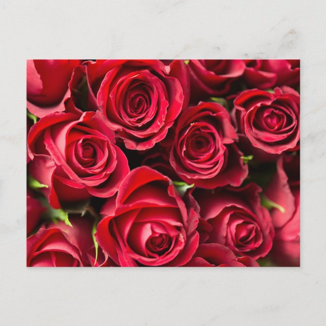 Red Roses Postcard (Front)