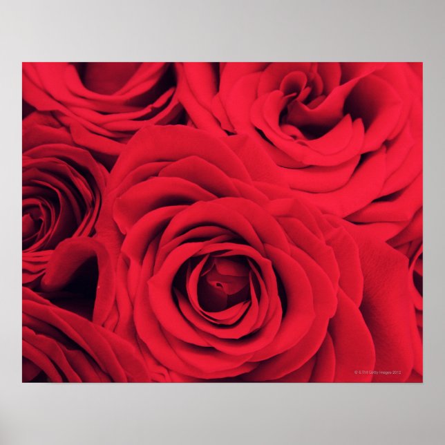 Red Roses Poster (Front)