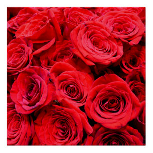 Red Roses Poster