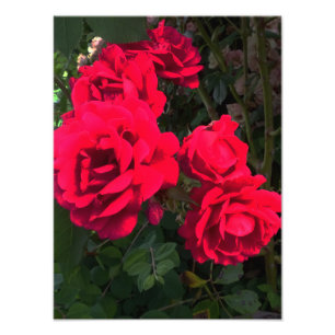 Red Roses Rosarium Photo Print