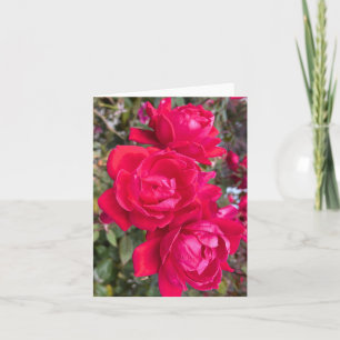 Red Roses, Three Dark Red Roses In A Garden Photo Card