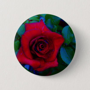Red Roses with blue tones 6 Cm Round Badge