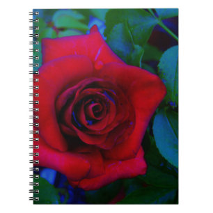 Red Roses with blue tones Notebook