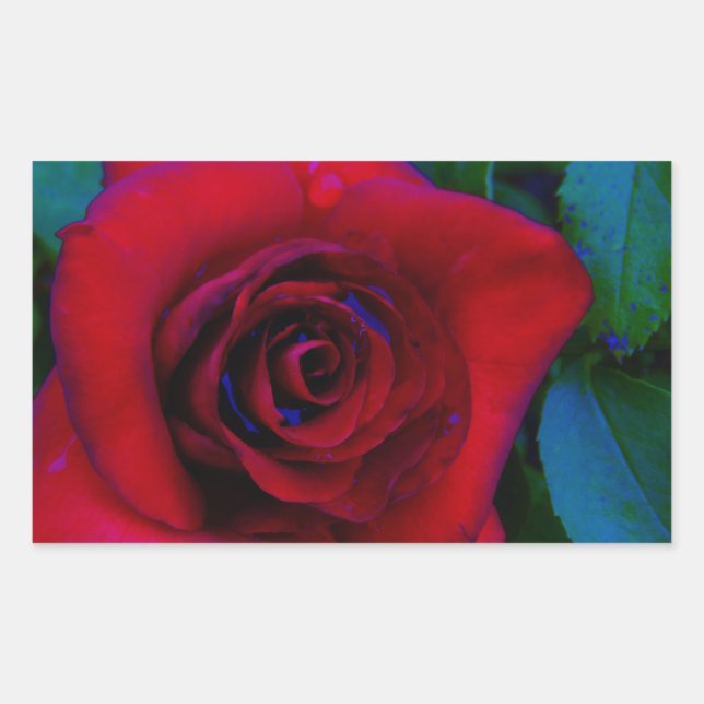 Red Roses with blue tones Rectangular Sticker (Front)