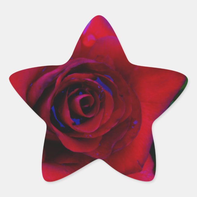 Red Roses with blue tones Star Sticker (Front)