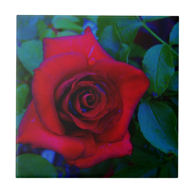 Red Roses with blue tones Tile (Front)