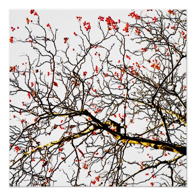 Red rowan fruits or ash berries poster (Front)