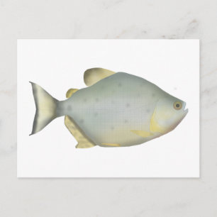 Red Ruby Piranha Postcard