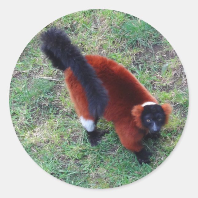 Red Ruffed Lemur #1 Stickers (Front)