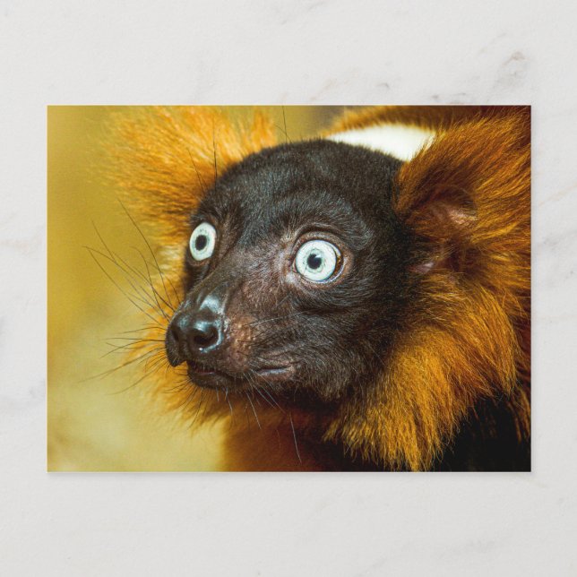 Red Ruffled Lemur Postcard (Front)