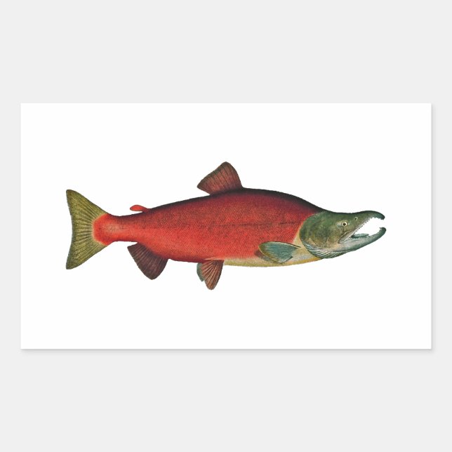 Red Salmon (spawning phase) Rectangular Sticker (Front)