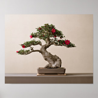 Red Sasanqua Camellia Bonsai Art Print | Japanese