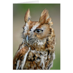 Red Screech Owl