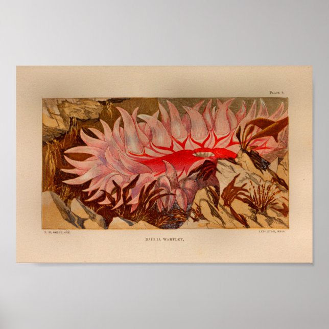 Red Sea Anemone Marine Art Print (Front)