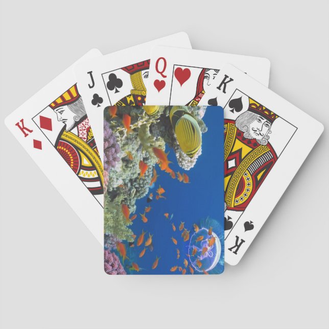 Red Sea Coral Reef, Egypt Playing Cards (Back)