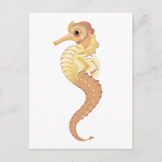 Red Sea Stallion Postcard