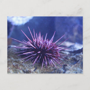 Red Sea Urchin Postcard