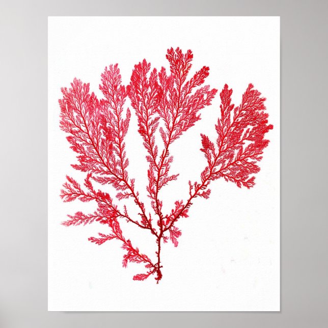 Red Seaweed Art Print No.3 Beach Decor (Front)