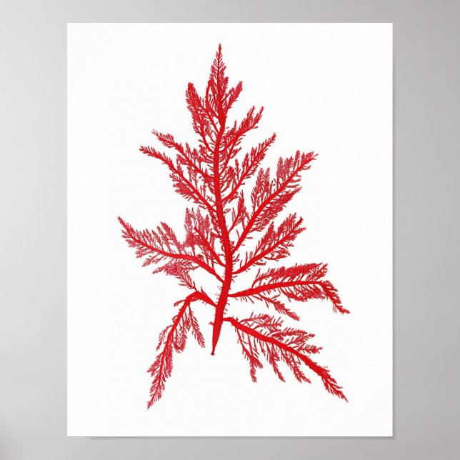Red Seaweed Art Print No.7 Beach Decor (Front)