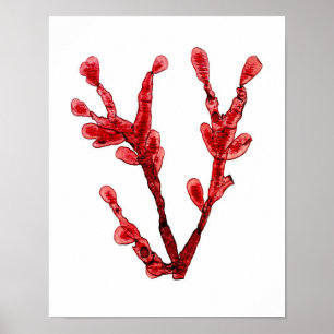 Red Seaweed Art Print No.8 Beach Decor