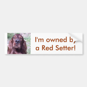 Red Setter Bumper Sticker