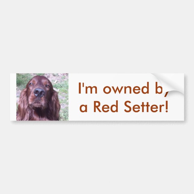 Red Setter Bumper Sticker (Front)
