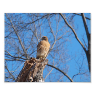 Red Shoulder Hawk Photo Print